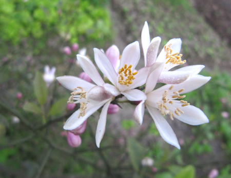 The surprising beauty of lemon blossoms